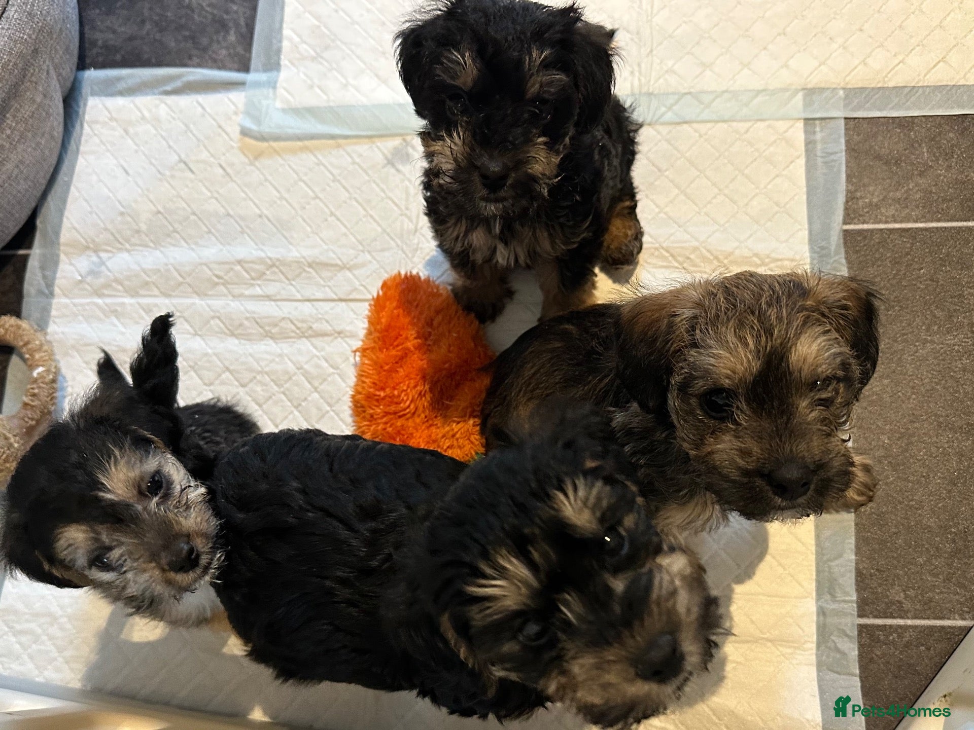 Mixed Breed dogs 4 left - Beautiful health/DNA tested F1 Jackapoos  - Advert 2