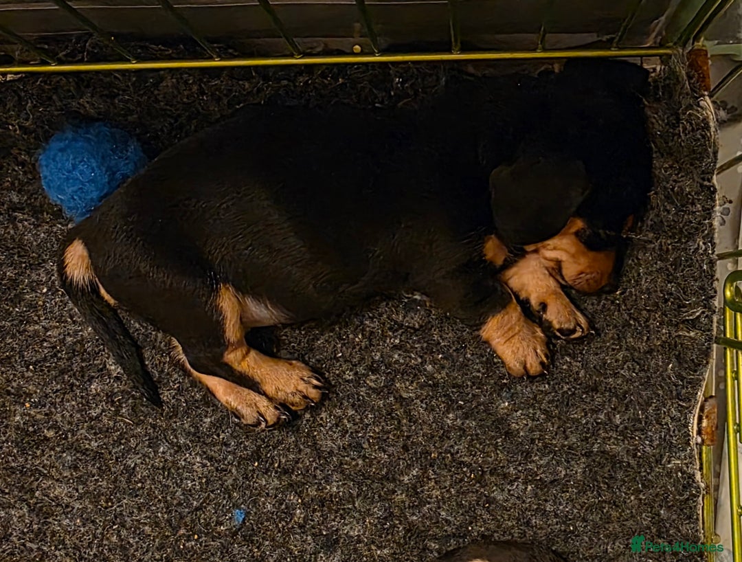 Miniature Dachshund dogs for sale: Amazing miniture dachshund puppies  - Image 27