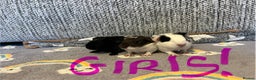 Guinea Pig rodents for sale: 🩷💙Girl and boy baby guinea pigs  - Advert 7
