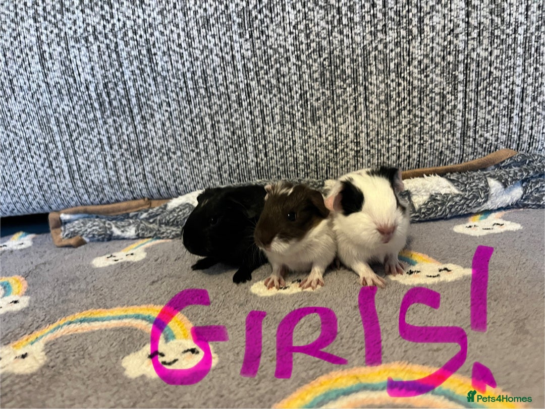 Guinea Pig rodents for sale: 🩷💙Girl and boy baby guinea pigs  - Advert 7