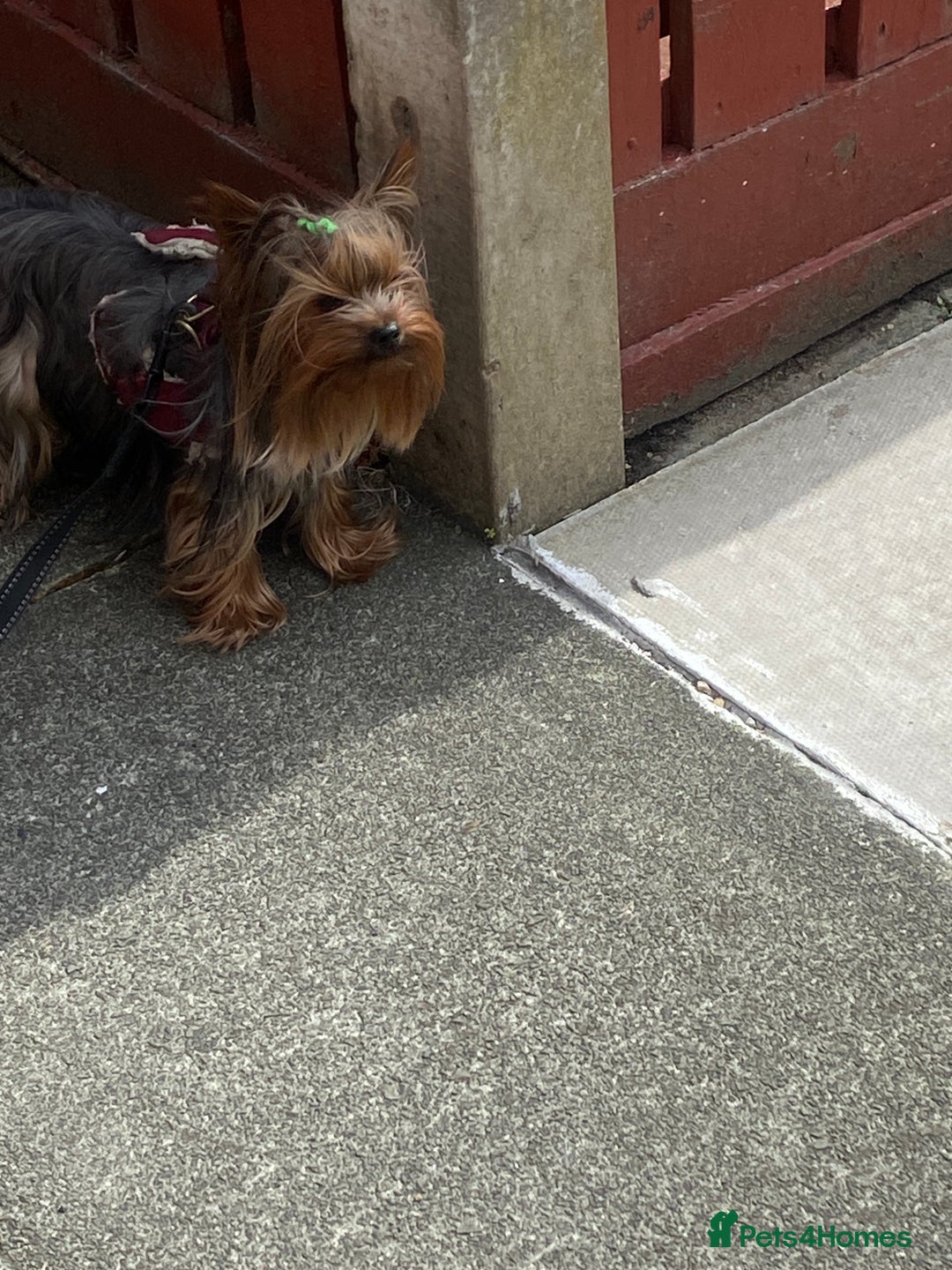 Yorkshire Terrier dogs for stud: KC registered Yorkshire Terrier Stud dog  in Manchester - Advert 10