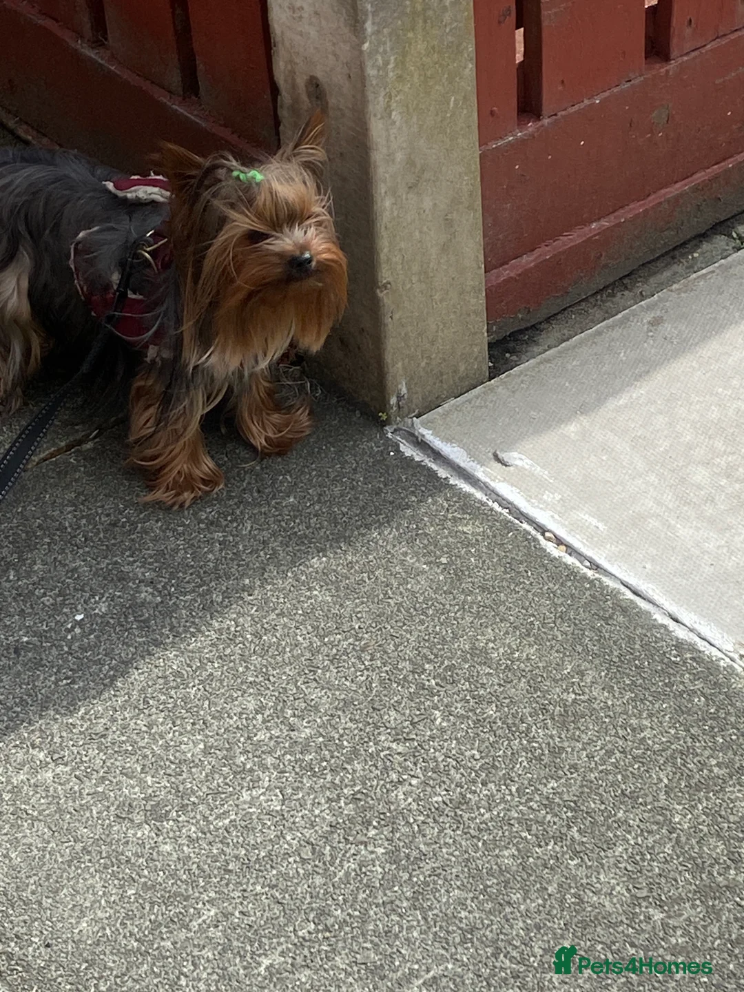 Yorkshire Terrier dogs for stud: KC registered Yorkshire Terrier Stud dog  in Manchester - Advert 10