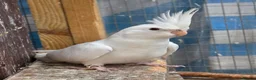 Cockatiels birds for sale: Beautiful Young Cockatiels Ready for Loving Homes - Advert 3