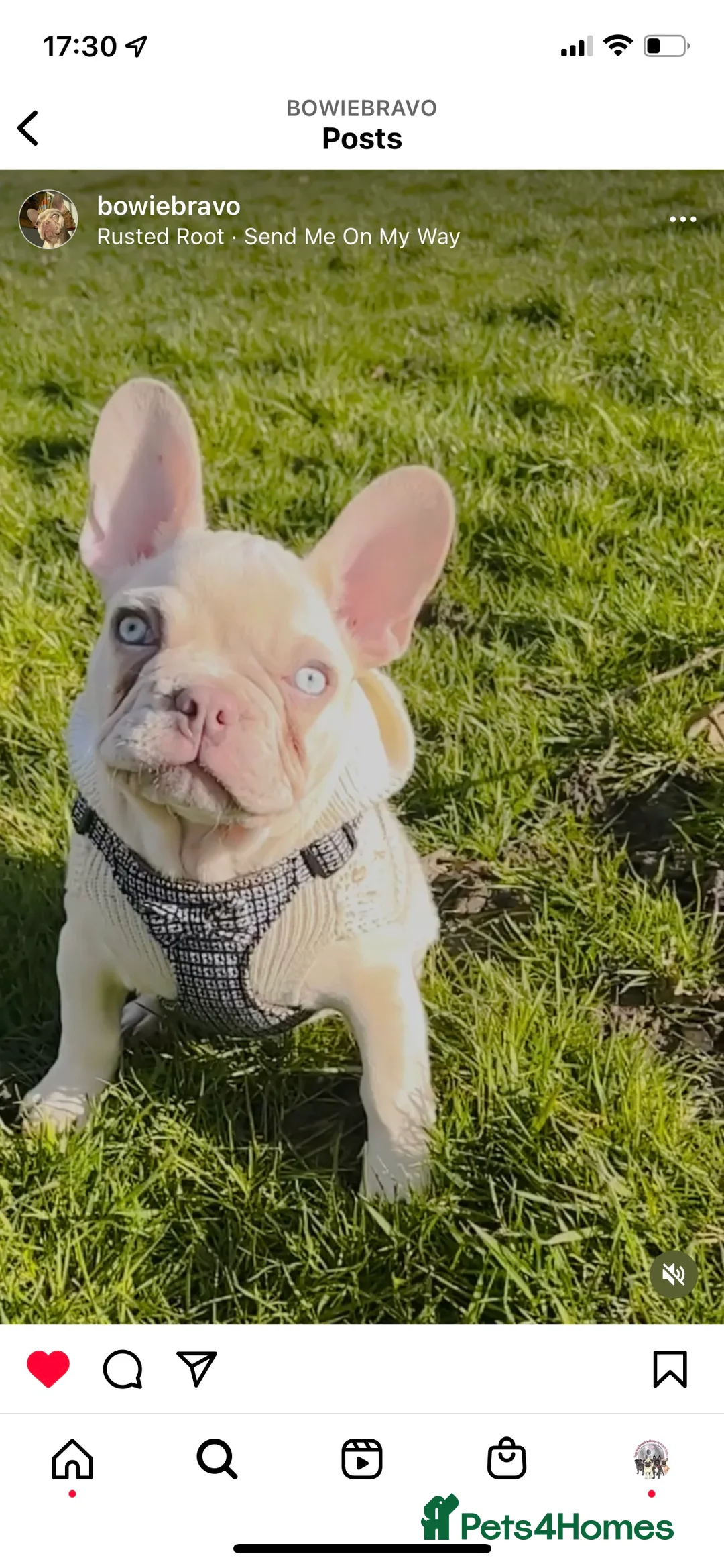 French Bulldog dogs for stud: Full new shade Isabella stud ( now available ) in Hastings - Advert 23