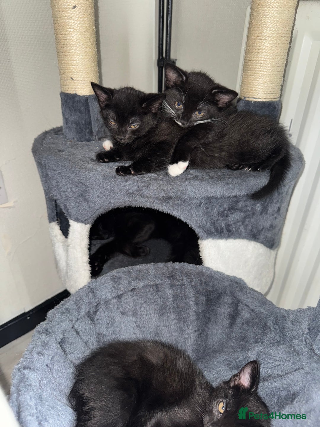 Bombay cats for sale: Bombay Girl Kittens Looking for Loving Homes  - Advert 10