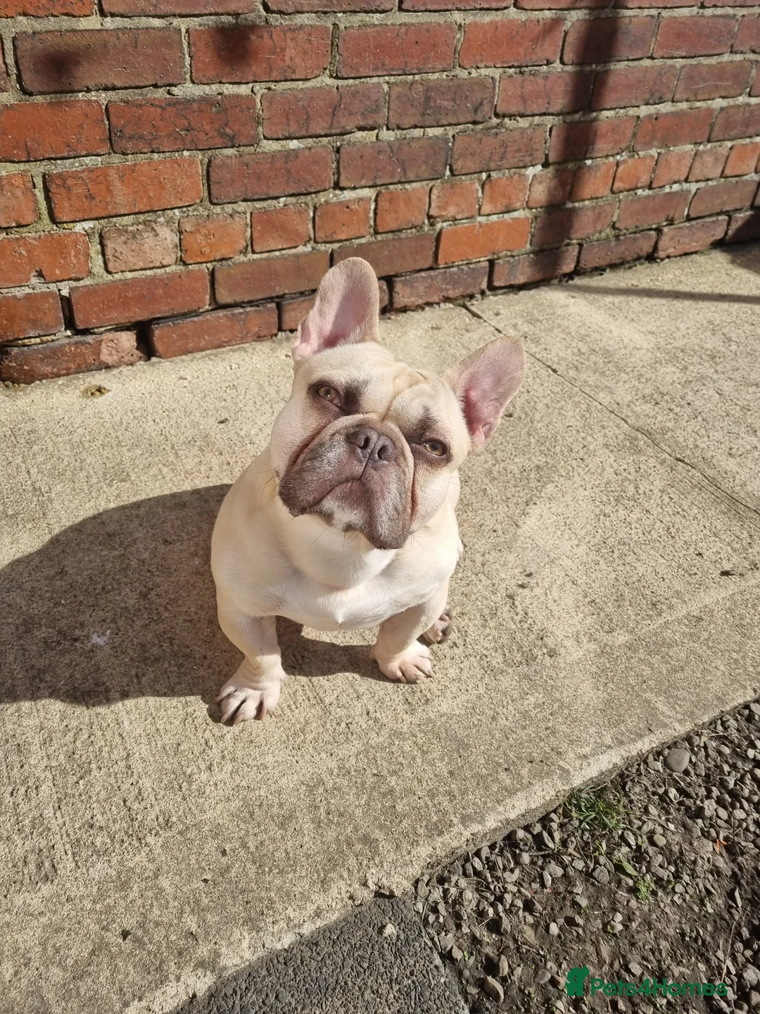 French Bulldog dogs for stud: Male French Bulldog for stud  - Advert 3