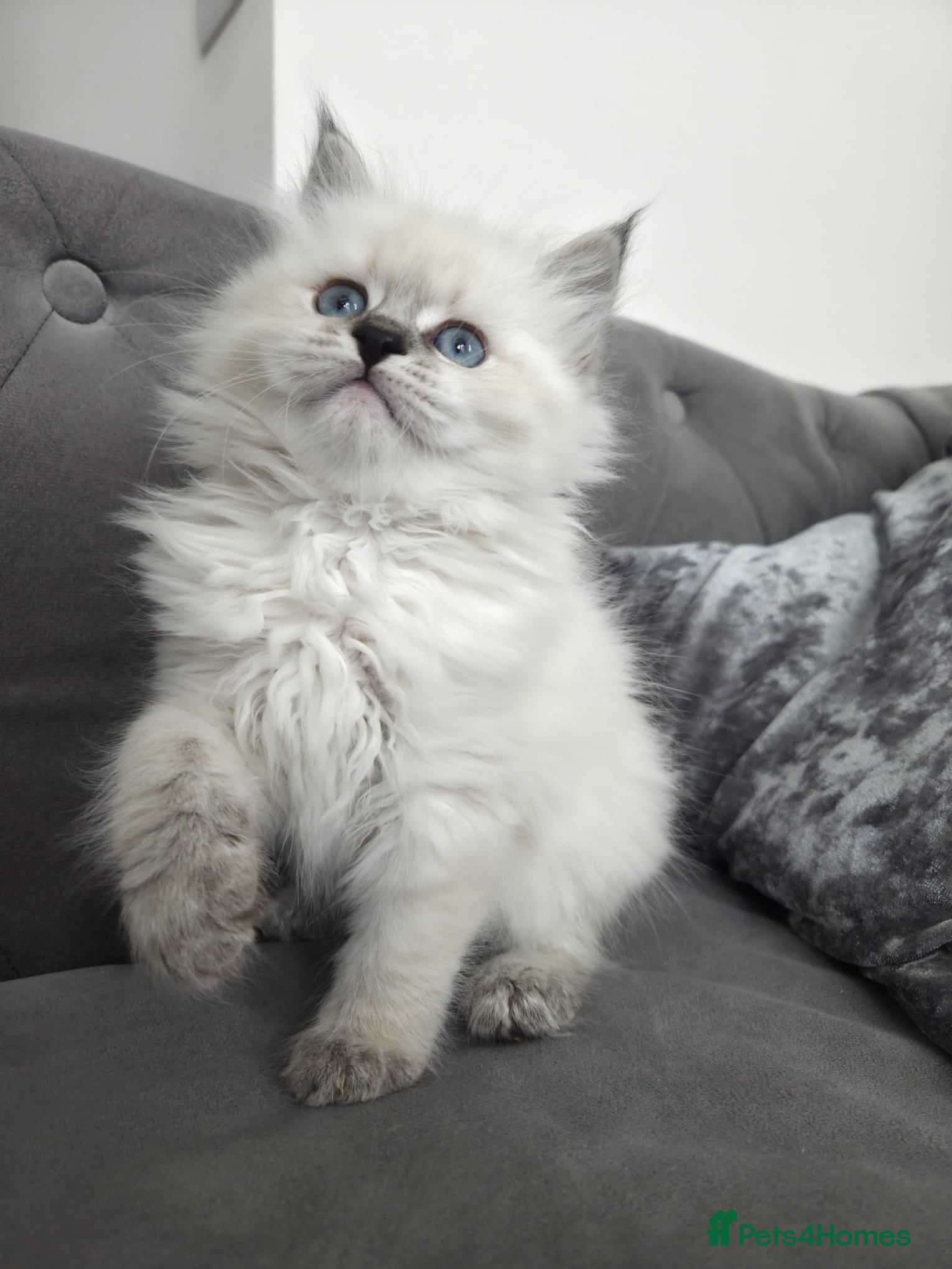 Siberian cats 🤩Champion bloodlines neva masquerade siberians🤩 - Advert 4