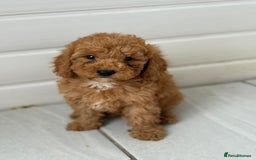 Maltipoo dogs for sale: Quality Korean maltipoos - Image 17