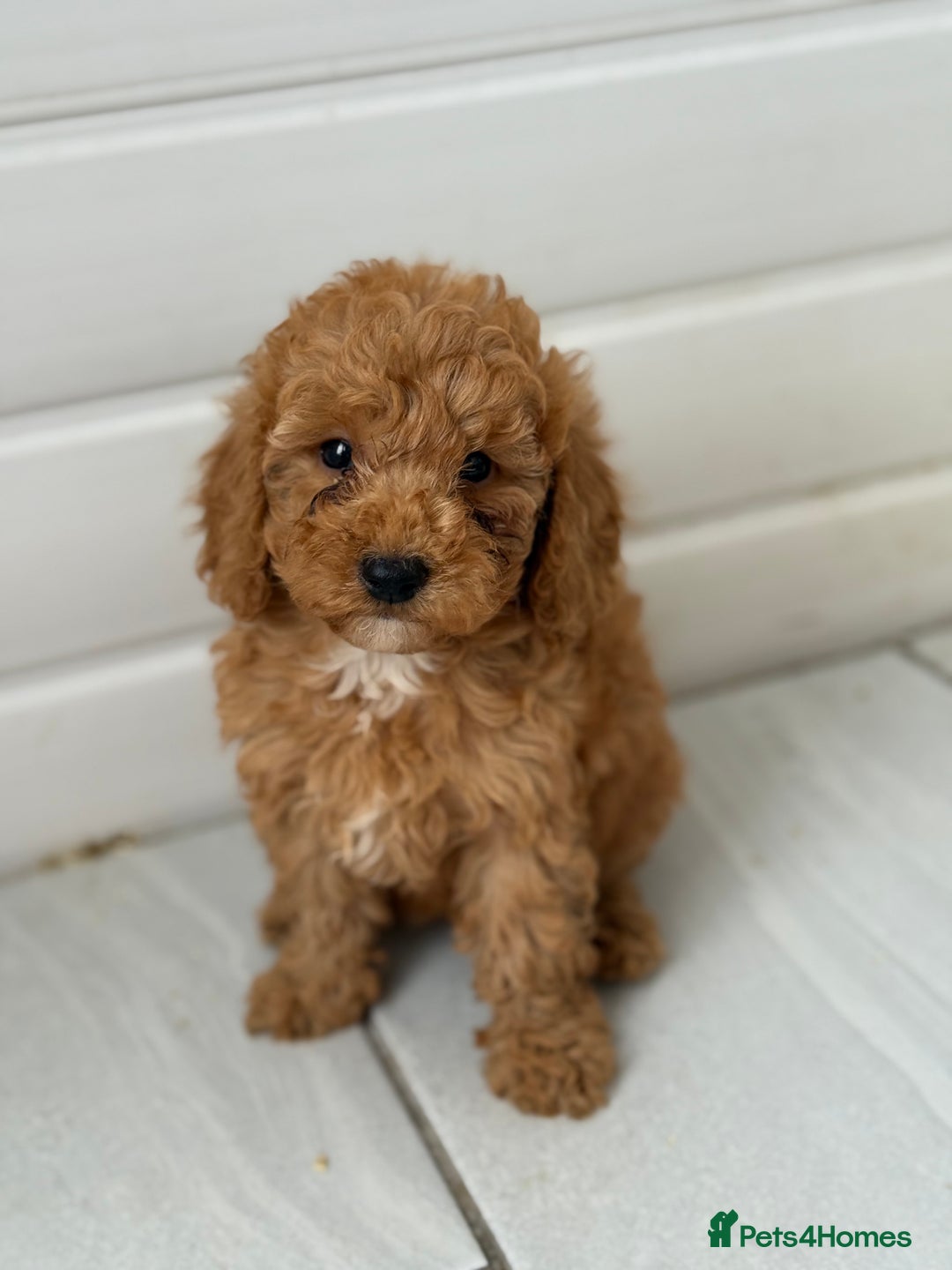 Maltipoo dogs for sale: Quality Korean maltipoos - Image 17