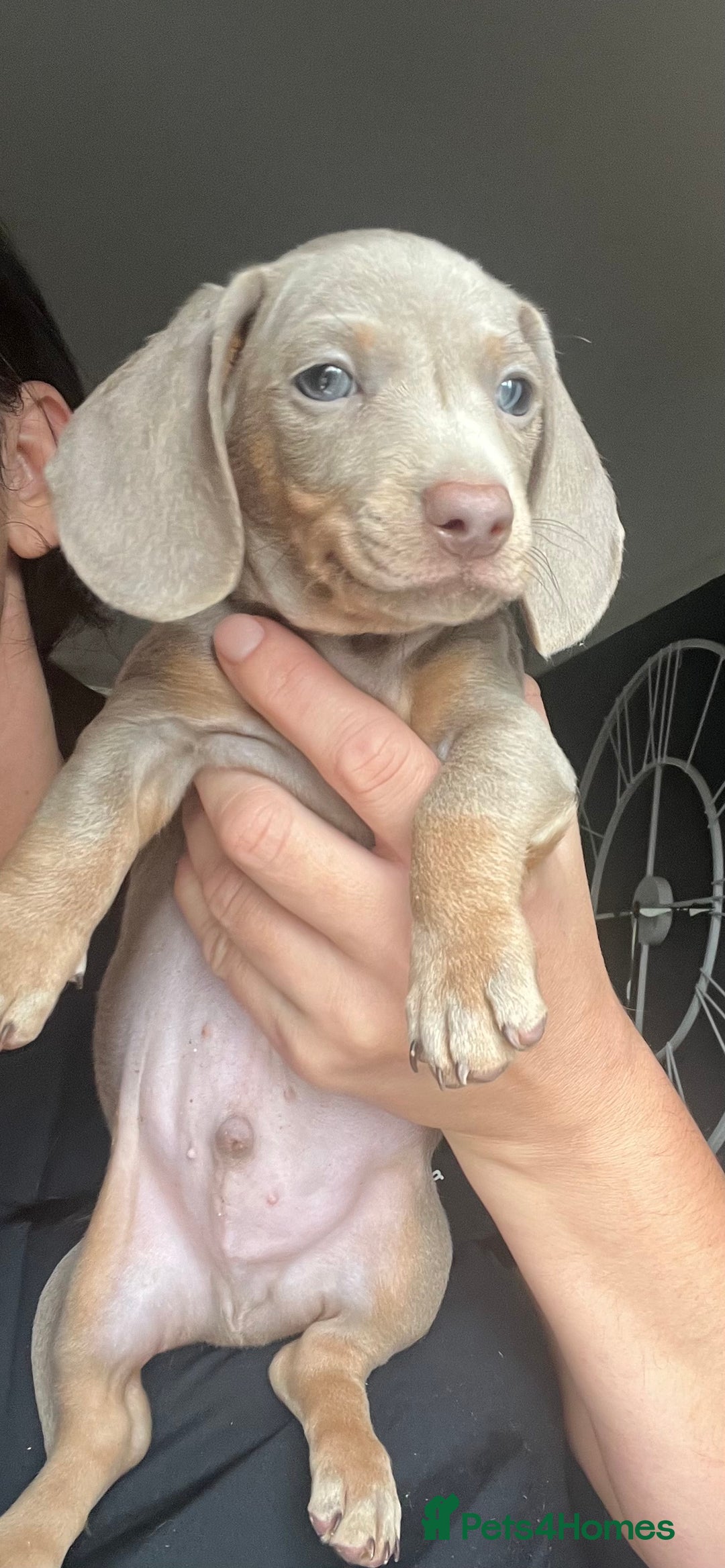 Dachshund dogs for sale: KC miniature dachshund  - Image 10