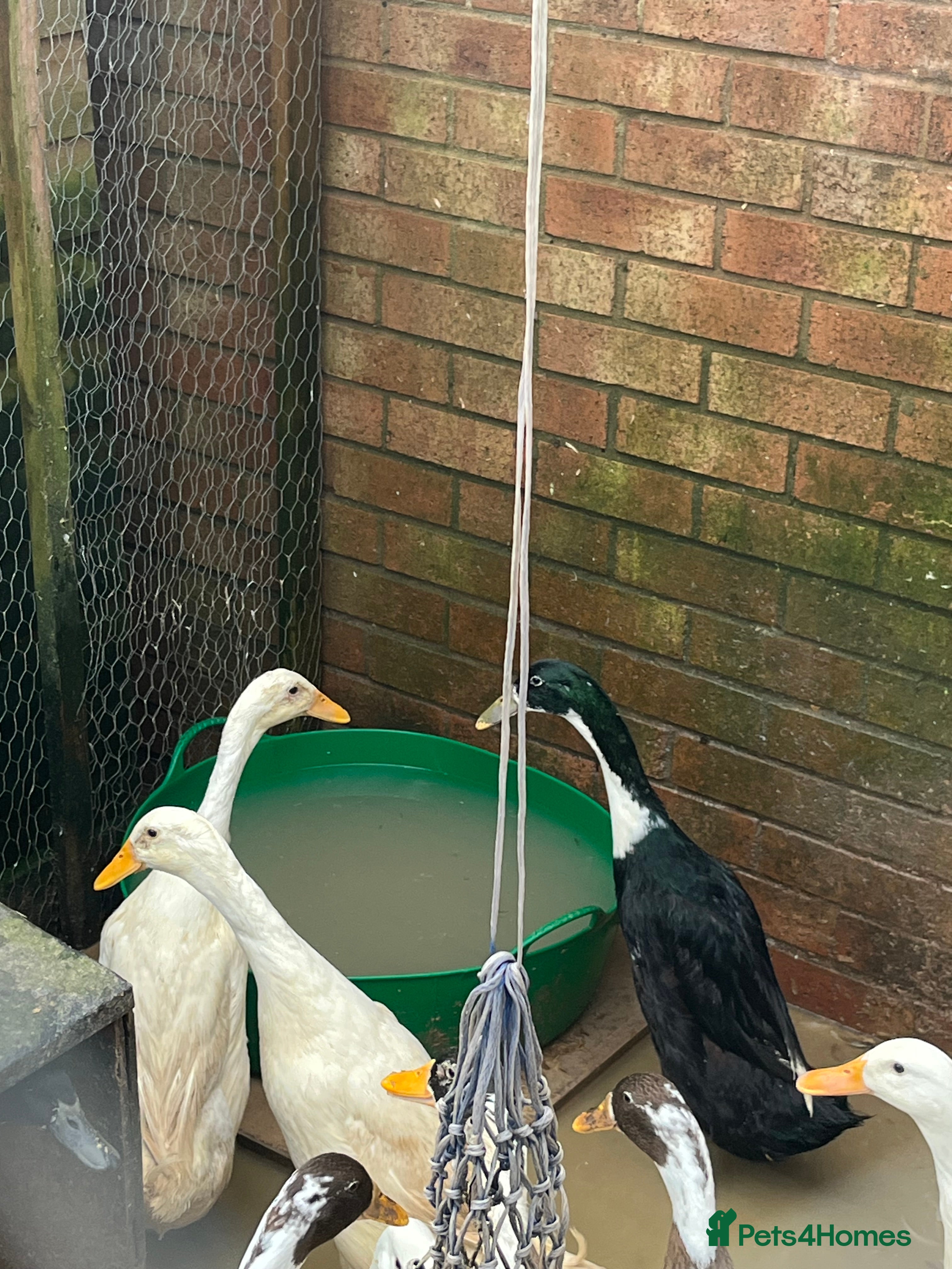 Mixed Breed poultry Indian runner Drakes  - Advert 1