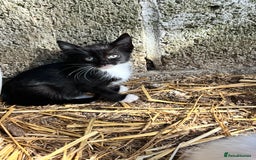 Mixed Breed cats for sale: Lovely yards /family kittens - Image 6