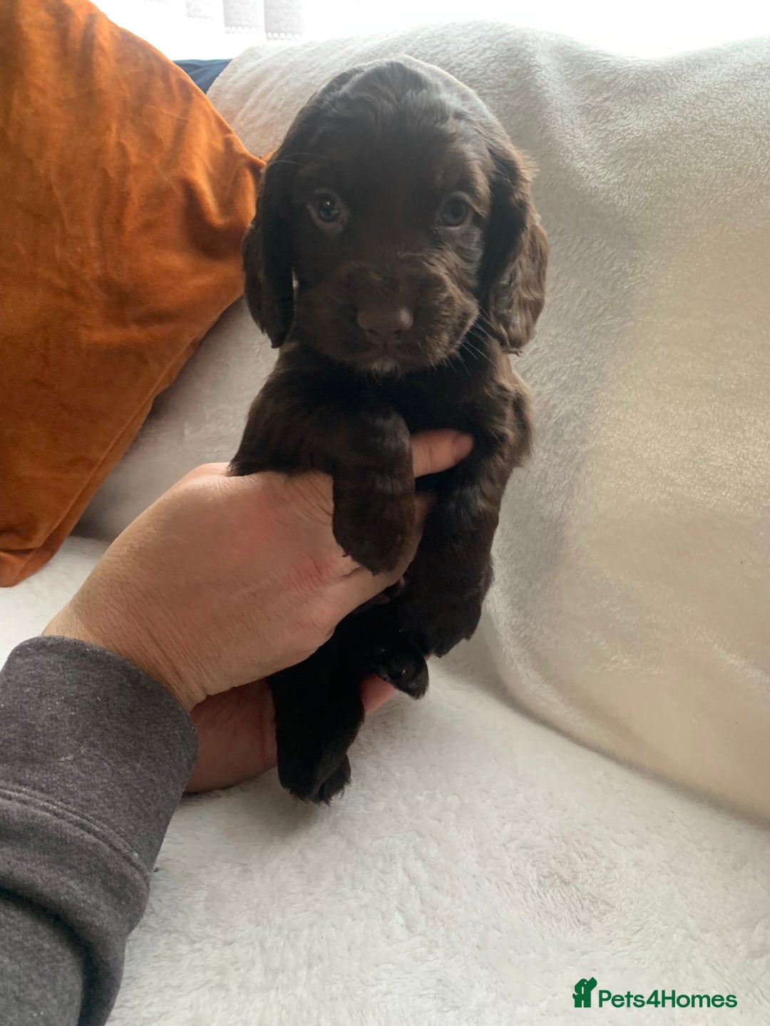 Cocker Spaniel dogs for sale: PURE CHOCOLATE WORKING COCKER SPANIELS  - Advert 24