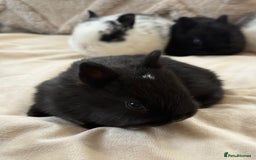 Netherland Dwarf rabbits for sale: 6 Adorable Netherland Dwarf Bunnies  - Image 3