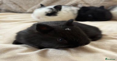 Netherland Dwarf rabbits - Advert 6