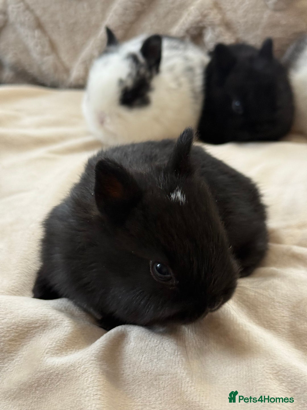 Netherland Dwarf rabbits for sale: 6 Adorable Netherland Dwarf Bunnies  - Image 3