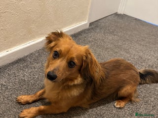 Mixed Breed dogs Long hair dachshund x for stud - Advert 2