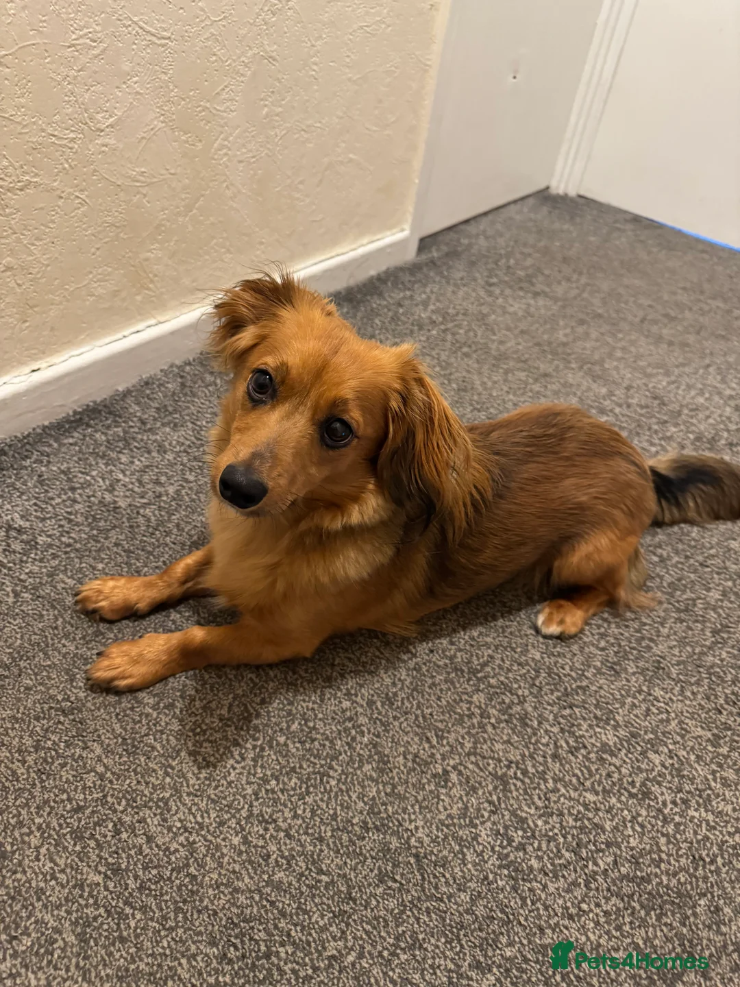 Mixed Breed dogs for stud: Long hair dachshund x for stud - Advert 1