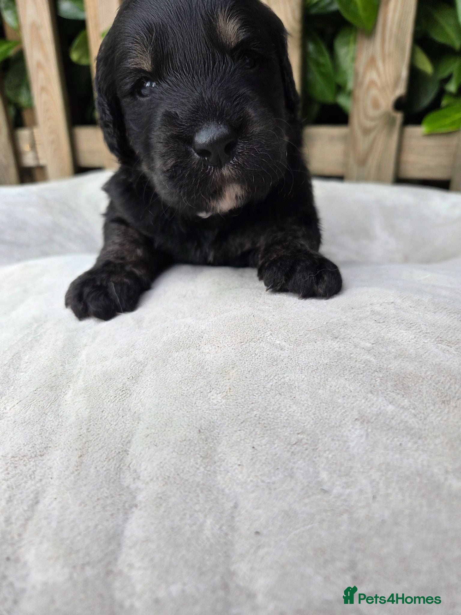 Goldendoodle dogs 🐾 Beautiful F1 Goldendoodle Puppies Available 🐾  - Advert 2