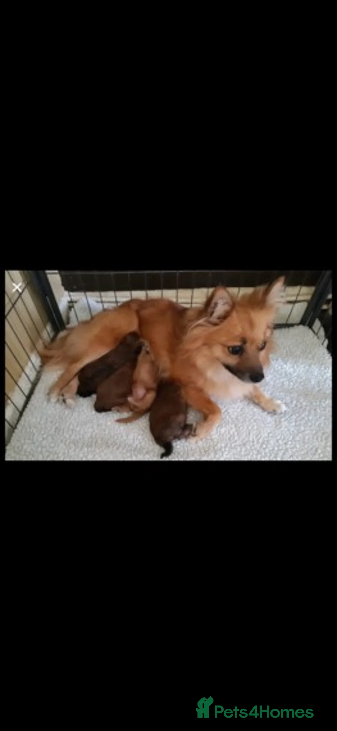 Cavapoo dogs for stud: Extensively Health Tested Deep Red Tiny Toy Poodle in Mansfield - Advert 19