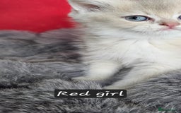 British Shorthair cats for sale: BSH GOLDEN KITTENS - Advert 6