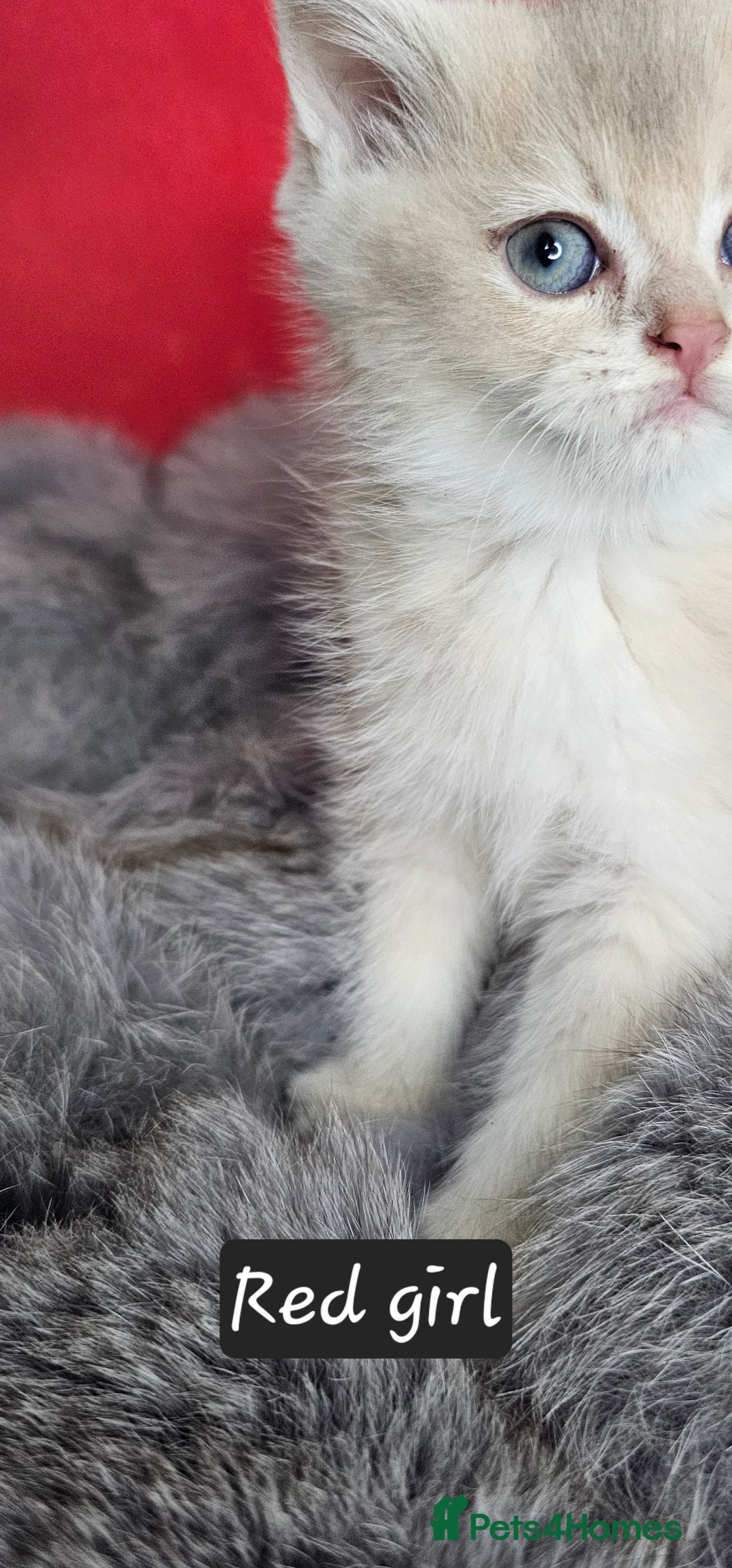 British Shorthair cats for sale: BSH GOLDEN KITTENS - Advert 6