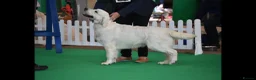 Golden Retriever dogs for stud: Golden retriever stud dog available  - Advert 5