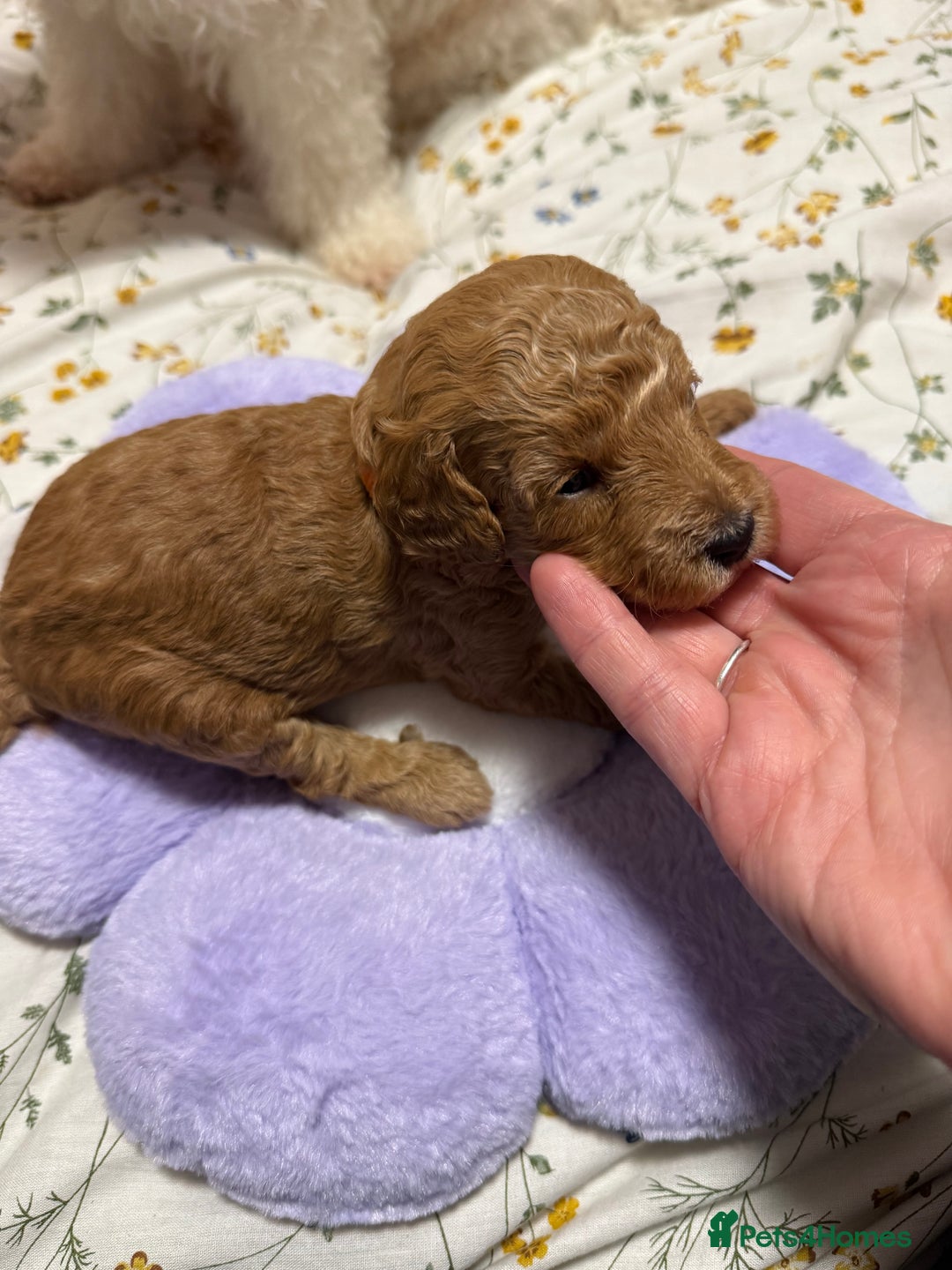 Cavapoo dogs for sale: 4 Beautiful f1b Cavapoo Puppies  - Advert 19