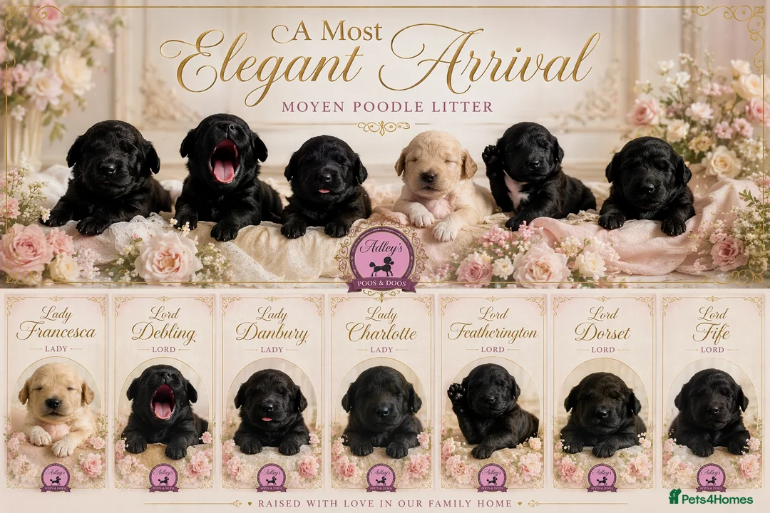 Poodle dogs for sale: Exceptional litter of Moyen Poodles  - Advert 2