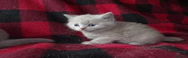 British Shorthair Kitten 6