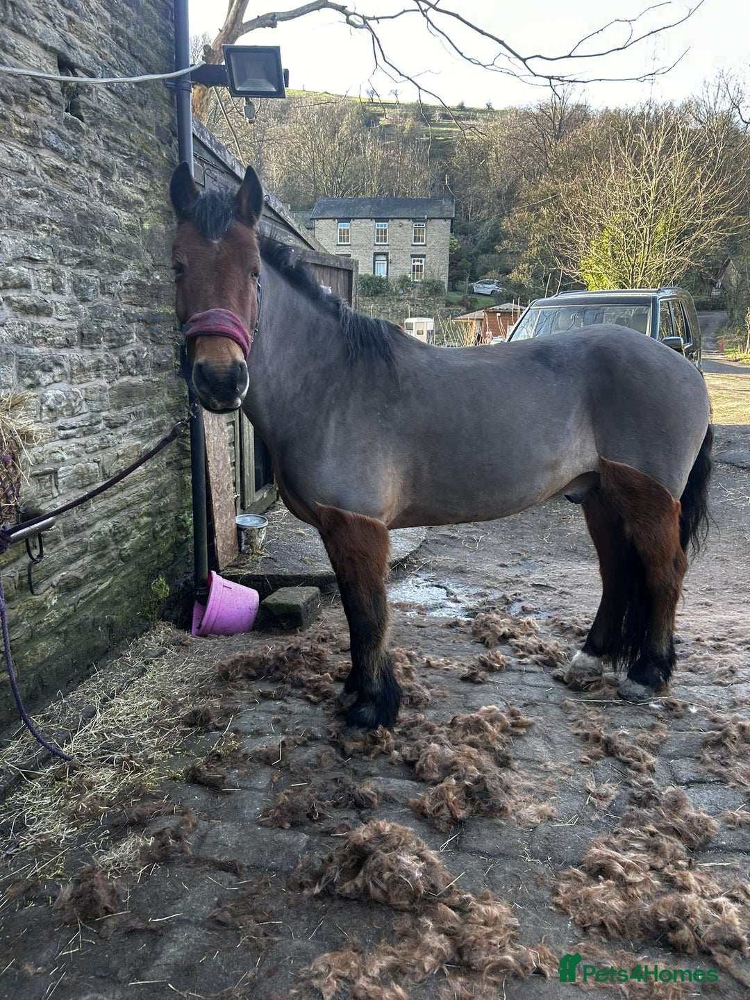 Other Breed horses for sale: Looking for new home  - Advert 7