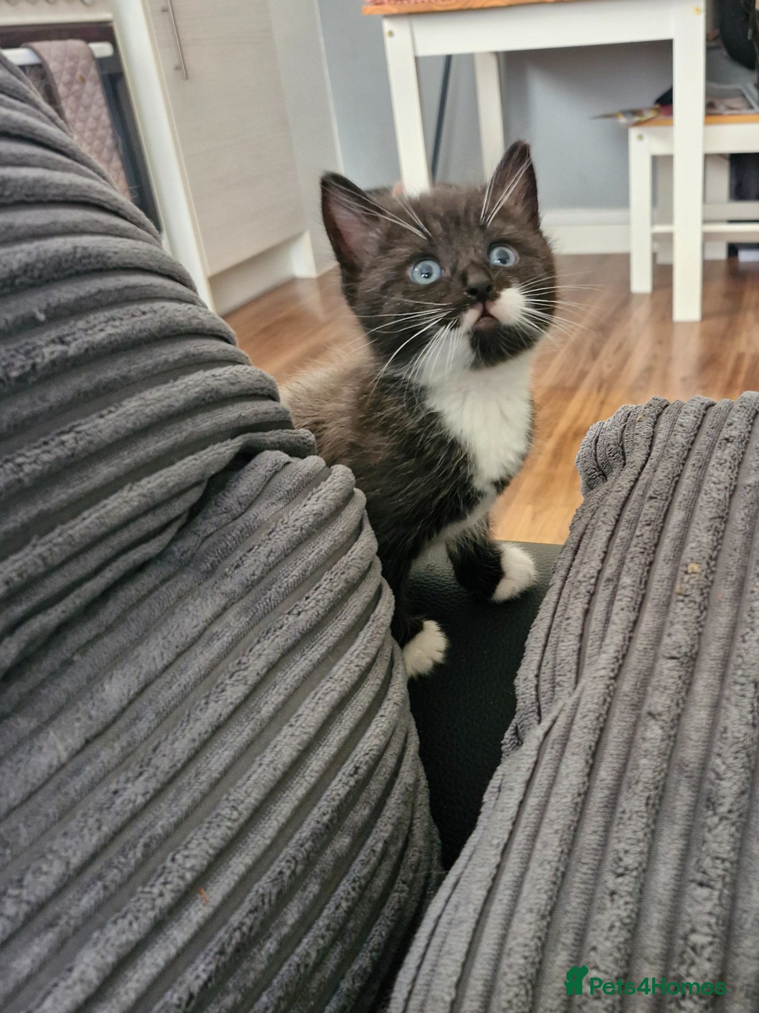 Mixed Breed cats 2 siamese mix males looking for new homes  - Advert 1