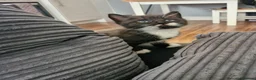 Mixed Breed cats for sale: 2 siamese mix males looking for new homes  - Advert 11