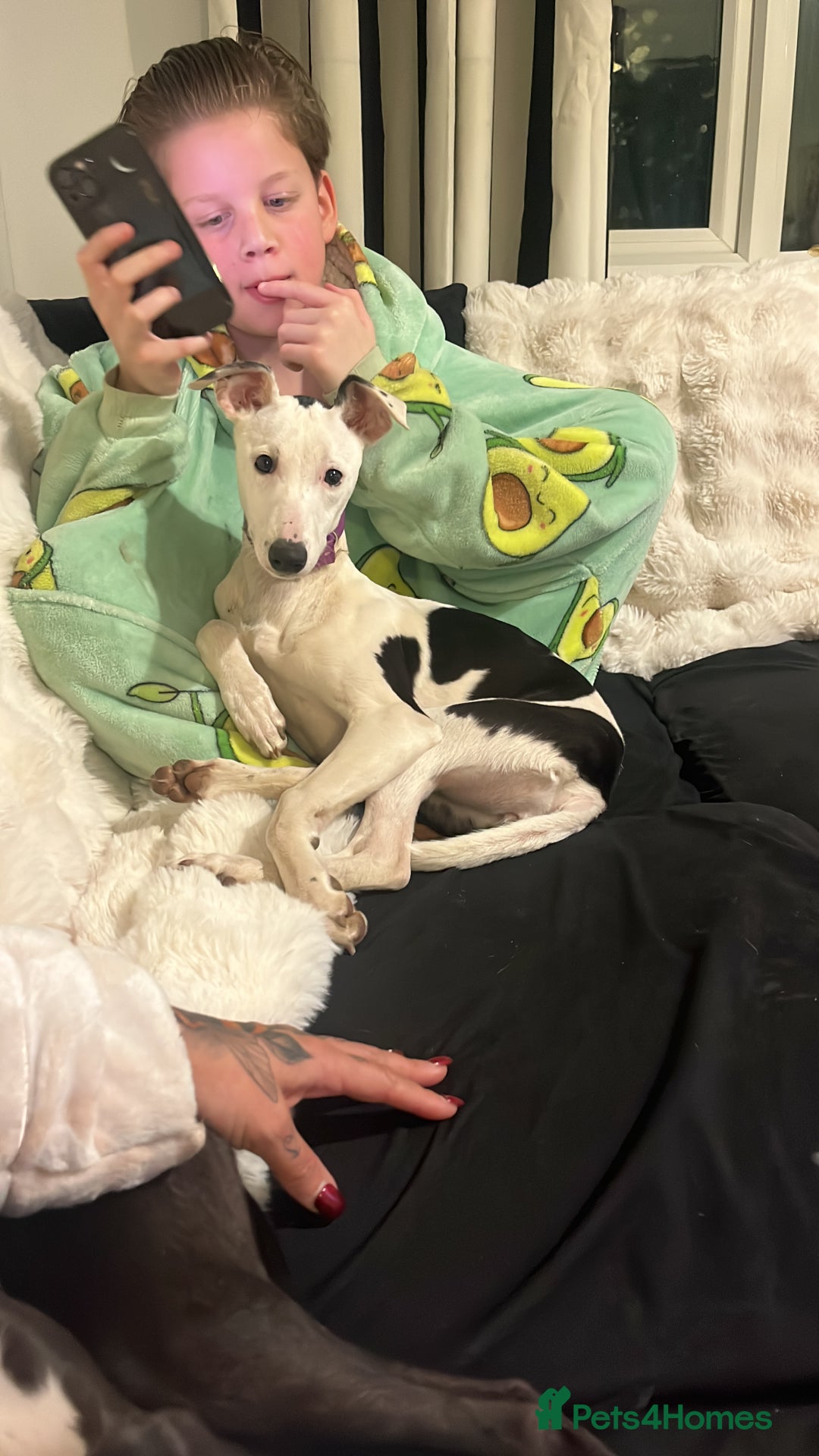 Whippet dogs for sale: Female White & Black Whippet - Advert 5