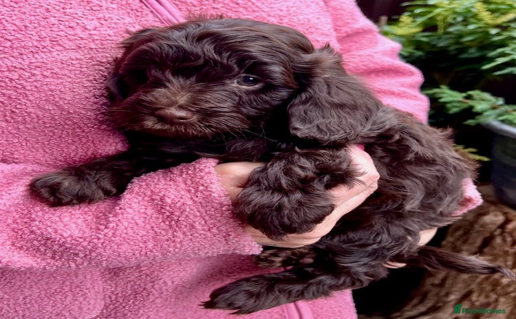 Cavapoo dogs - Advert 7