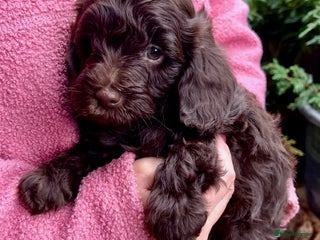 Cavapoo dogs - Advert 5