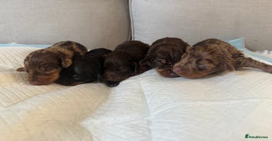 Miniature Dachshund dogs in Hook - Advert 5