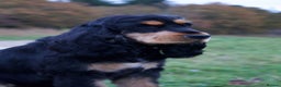 Cocker Spaniel dogs for stud: FOR STUD ONLY BLACK /TAN SHOW COCKER KC REG  - Advert 3