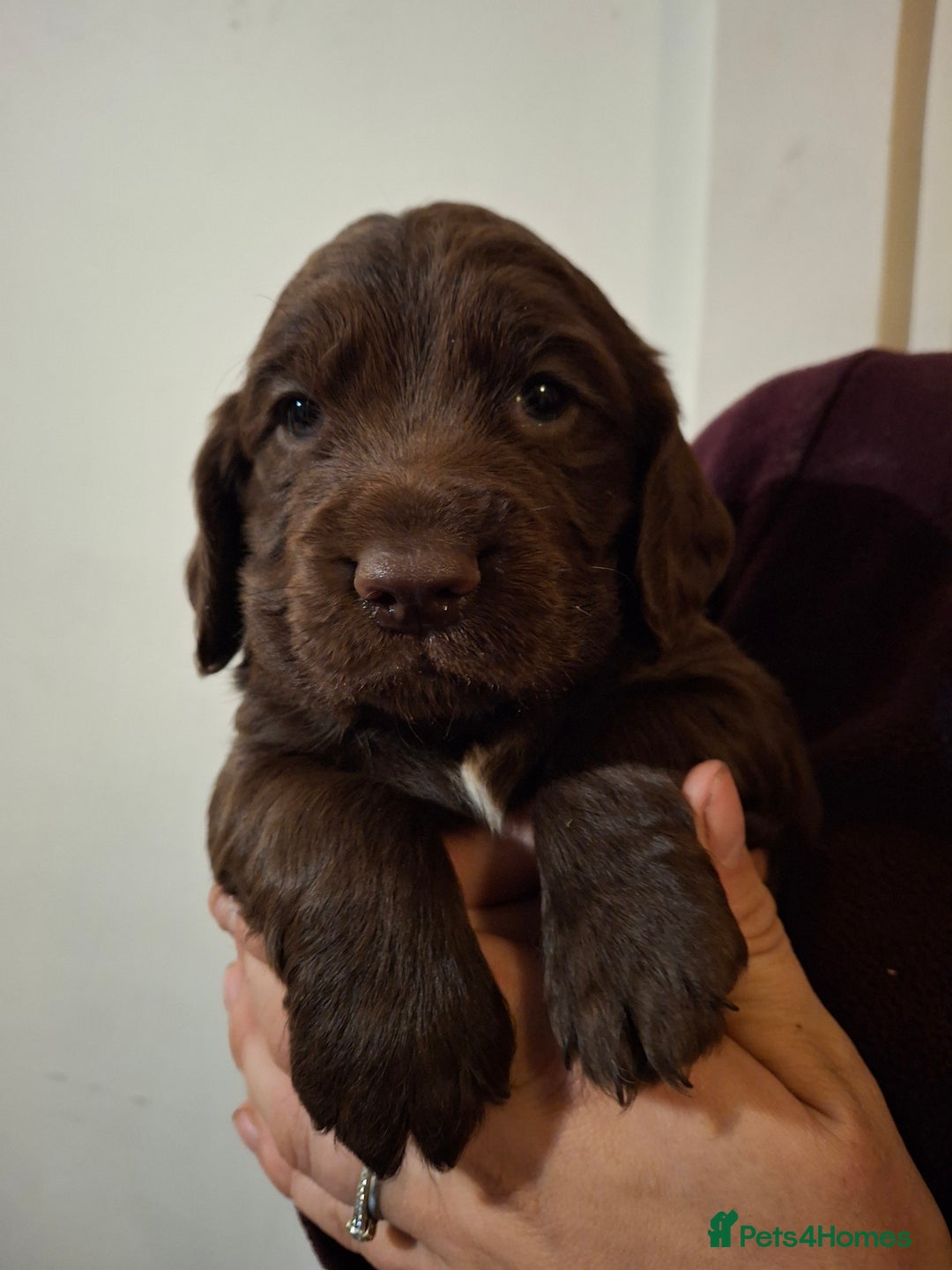 Cocker Spaniel dogs for sale: KC Cocker spaniel puppies  - Image 2