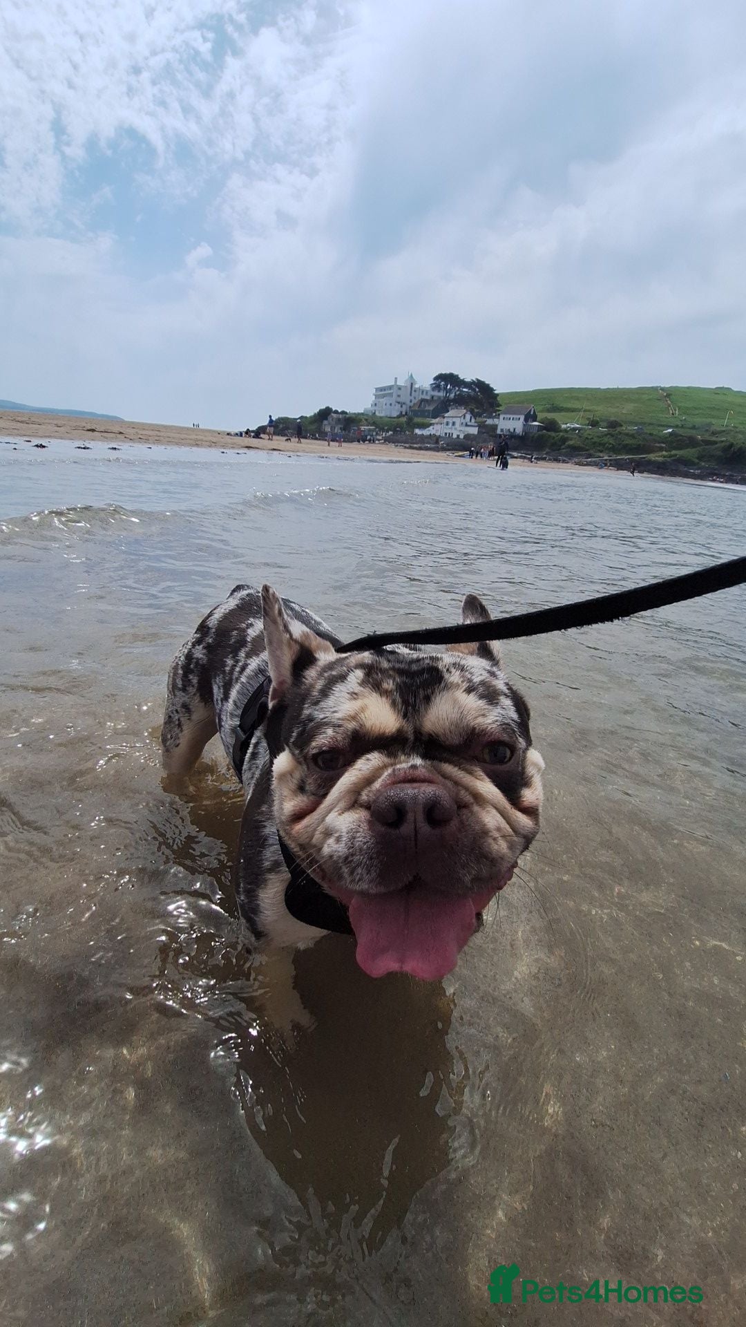 Mixed Breed dogs Frenchie cross to rehome - Advert 18