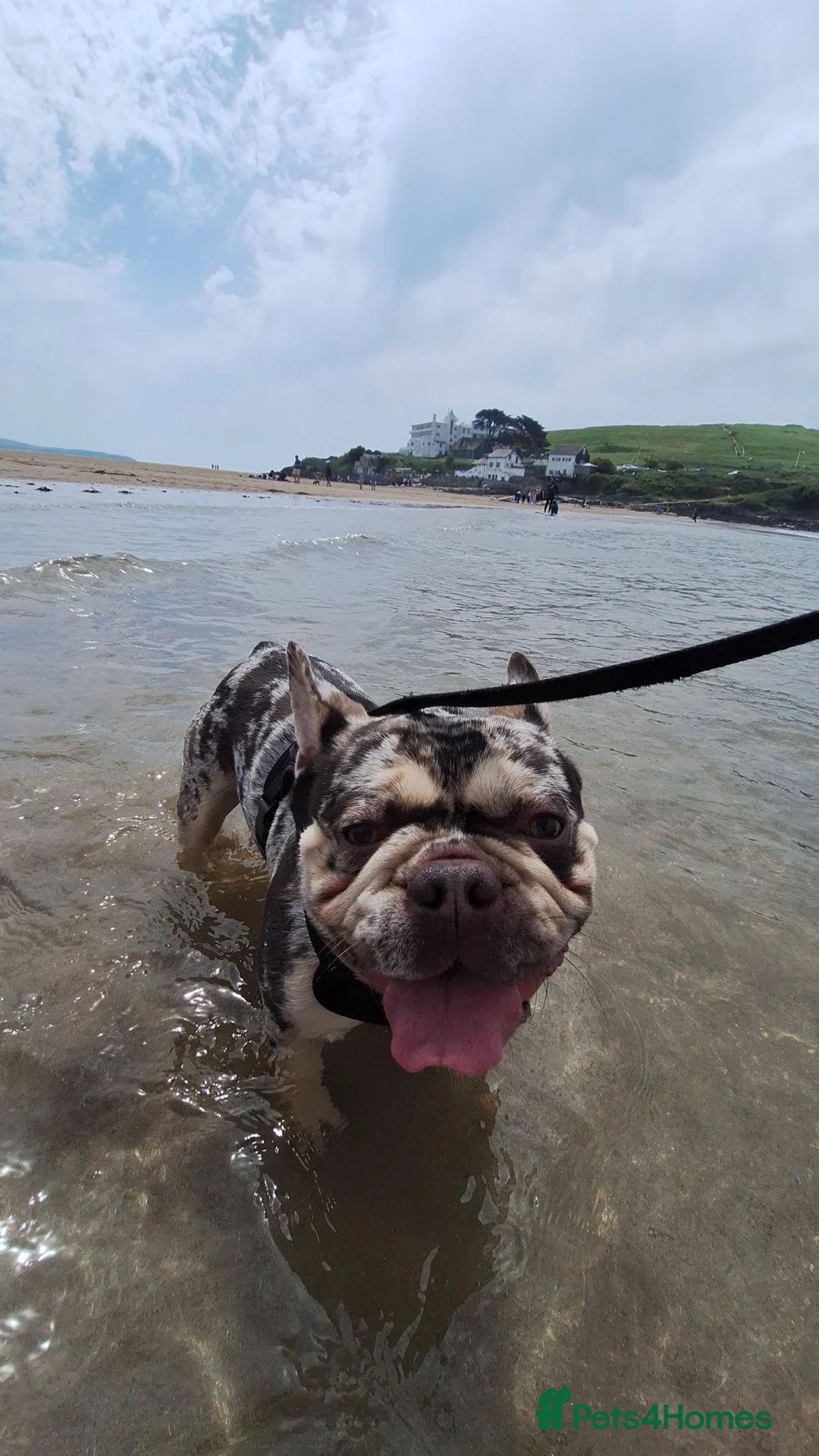 Mixed Breed dogs for sale: Frenchie cross to rehome - Advert 2