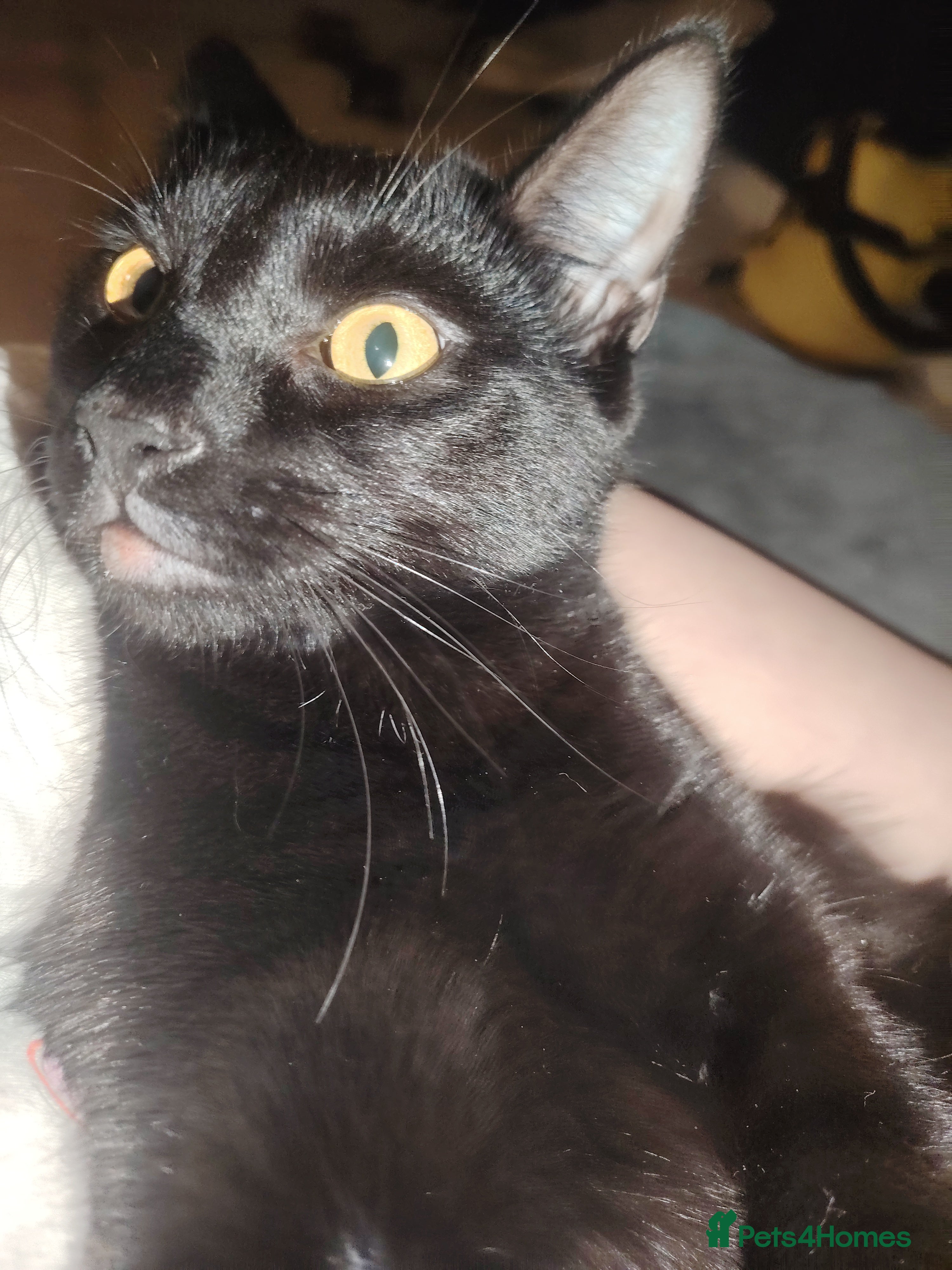 Bombay cats Ella  - Advert 10