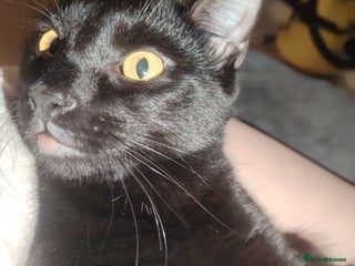 Bombay cats Ella - Advert 10