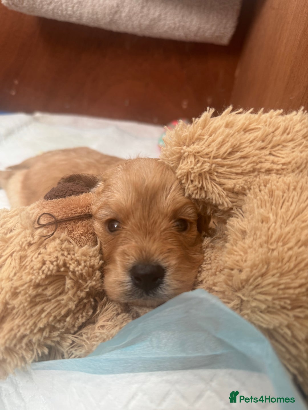 Cavapoo dogs for sale: Cavapoo pups  - Image 4