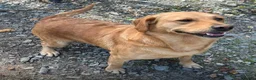 Goldador dogs for sale: Friendly happy healthy Goldador Girl - Advert 4