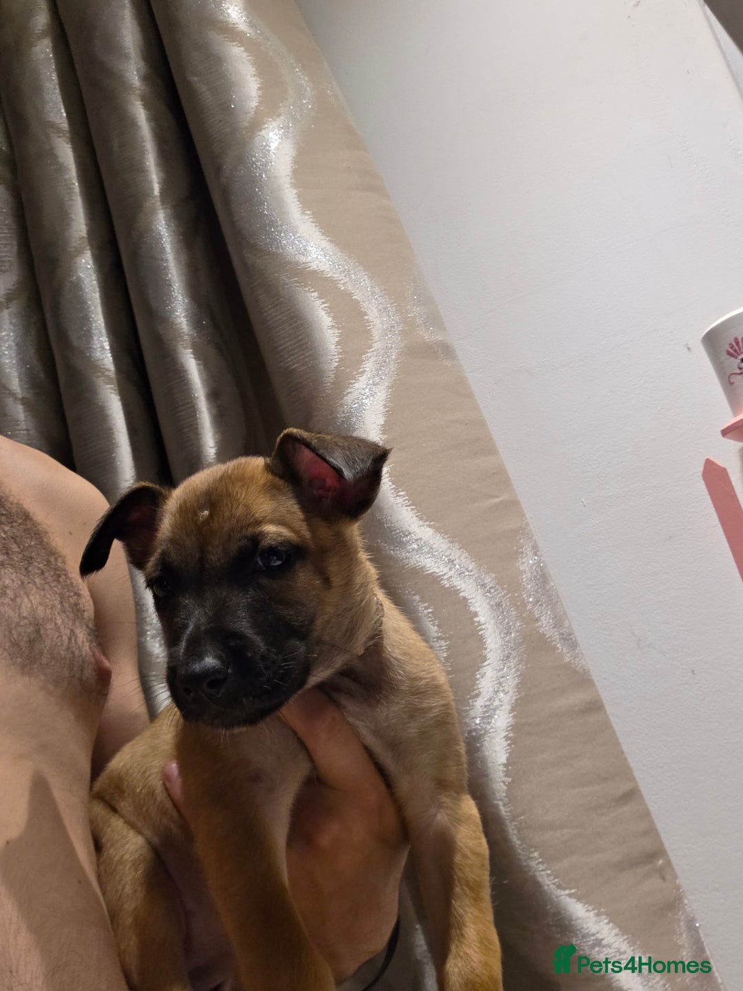 Belgian Shepherd Dog dogs for sale: Belgian malinois  - Image 1