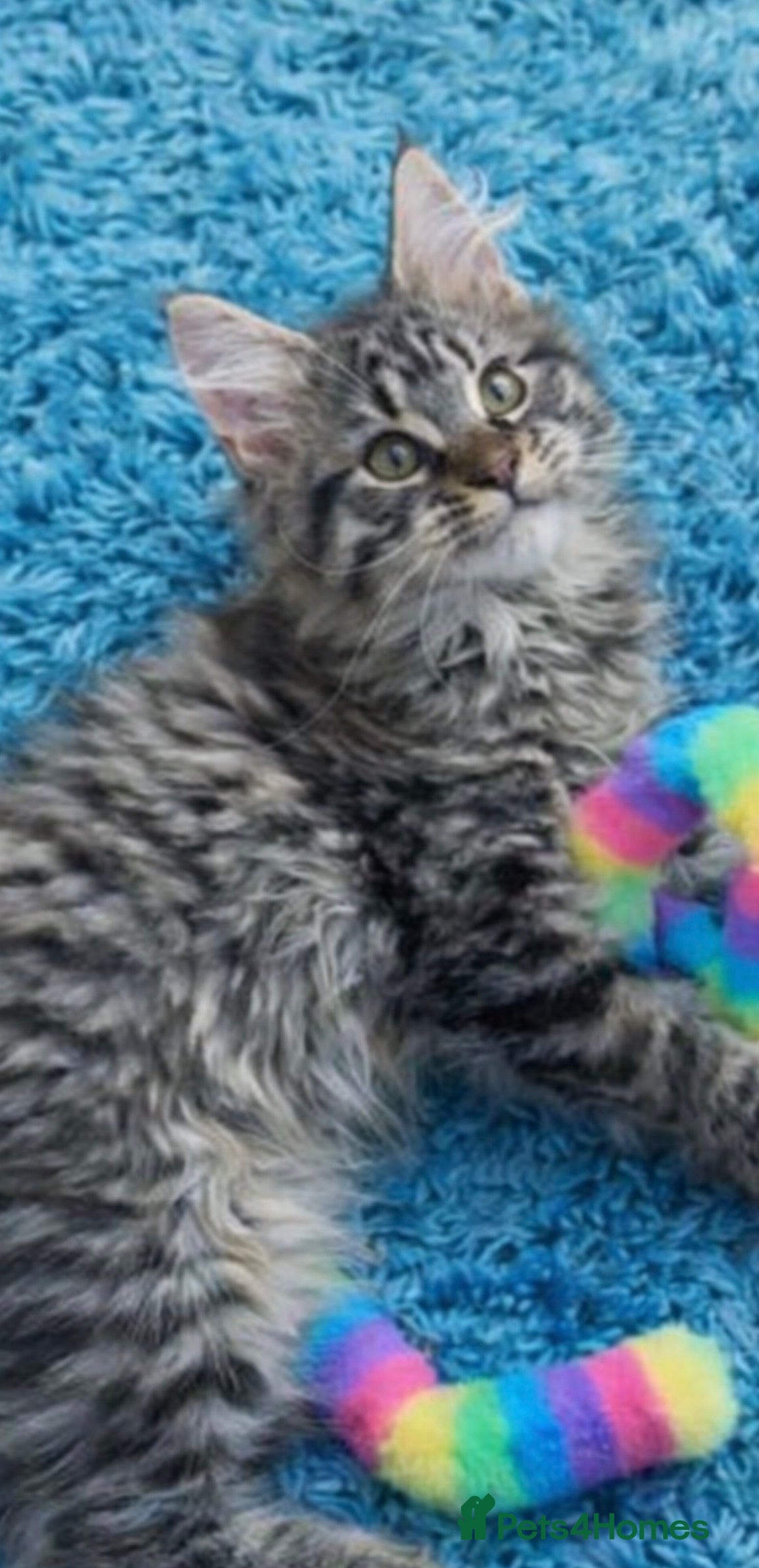 Maine Coon cats READY TO LEAVE Registered Maine coon kittens  - Advert 10