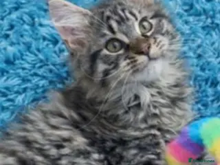 Maine Coon cats READY TO LEAVE Registered Maine coon kittens - Advert 10