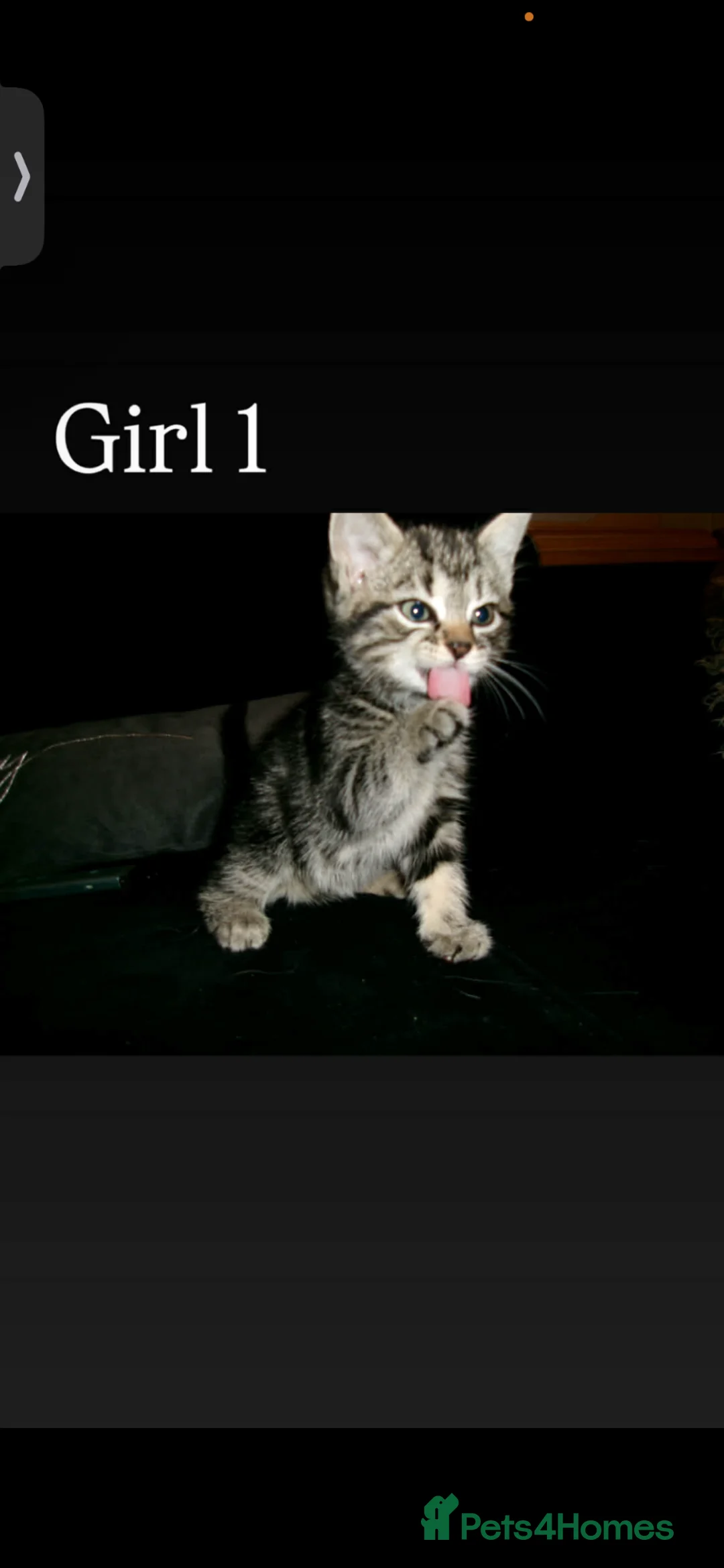 Mixed Breed cats for sale: Panther and bengal mixed kittens  - Advert 9