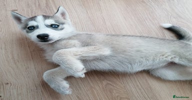 Siberian Husky dogs - Advert 16